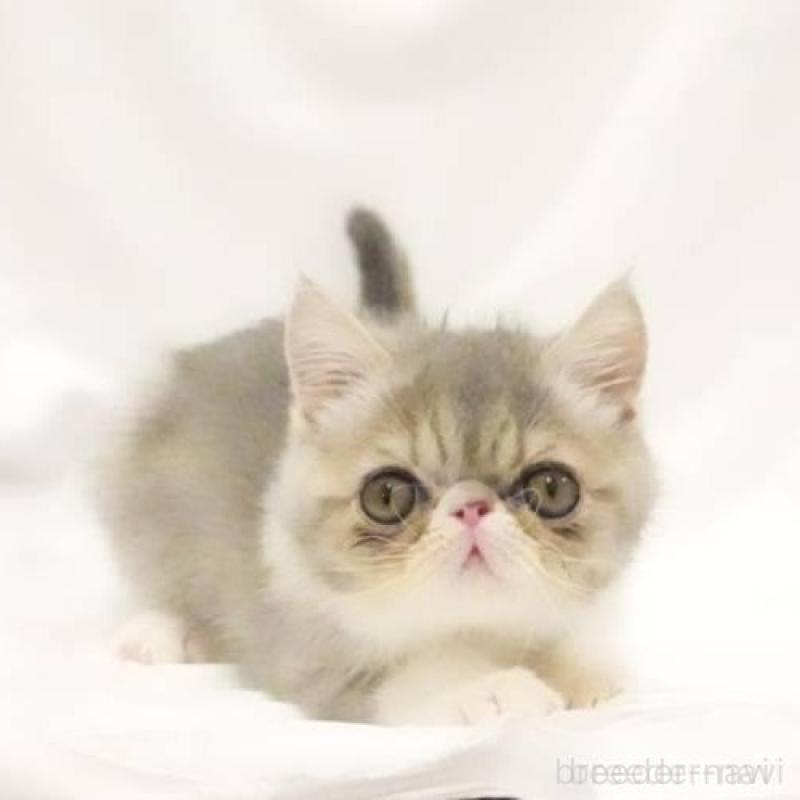 販売中の大阪府のエキゾチックショートヘア-136740の1枚目