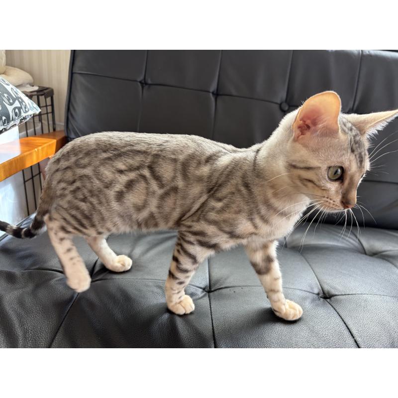 販売中の愛知県のベンガル-136753の4枚目