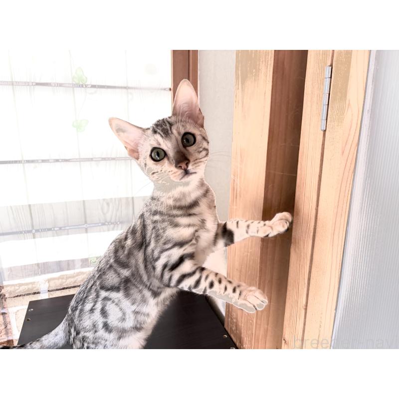 販売中の愛知県のベンガル-136753の3枚目