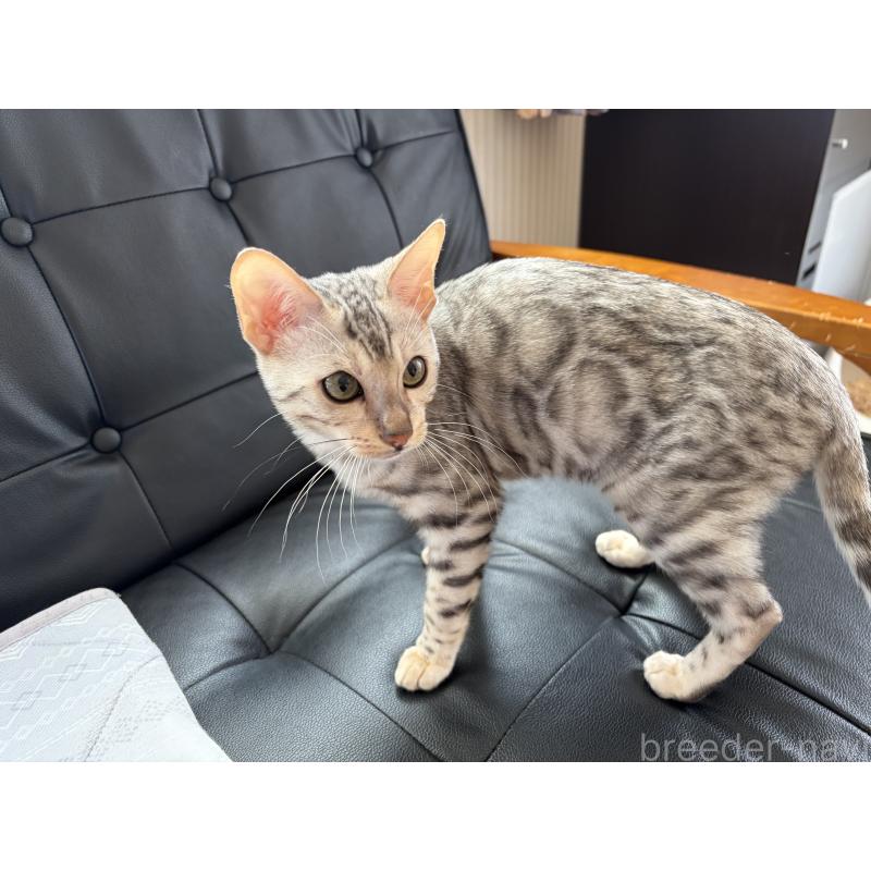 販売中の愛知県のベンガル-136753の2枚目