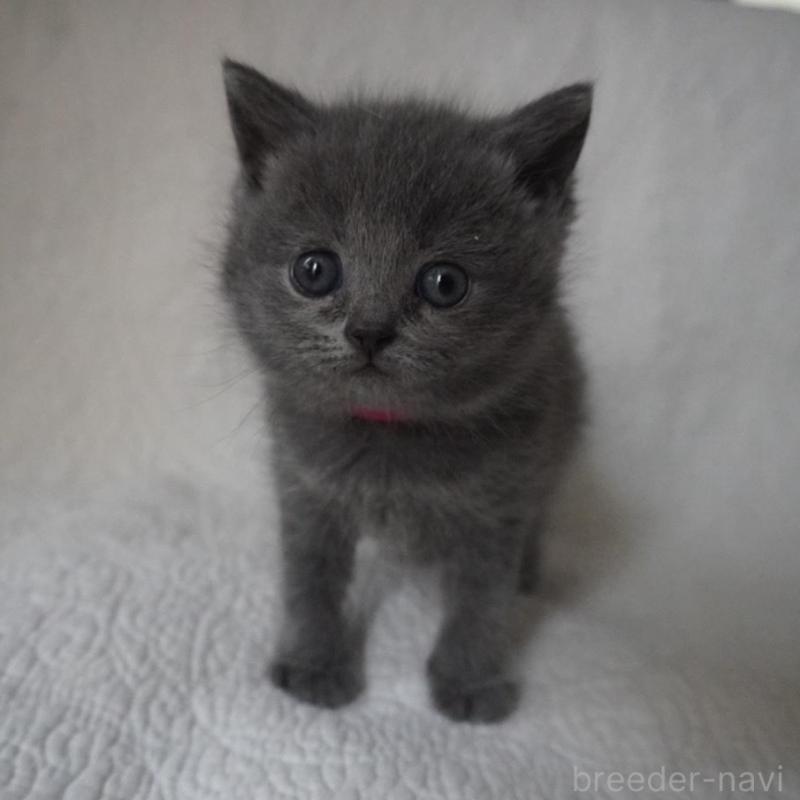 販売中の愛知県のブリティッシュショートヘア-136741の2枚目