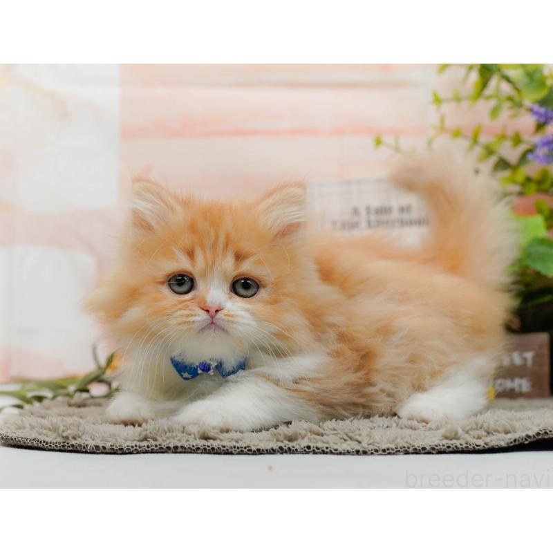 販売中の神奈川県のラガマフィン-136744の11枚目