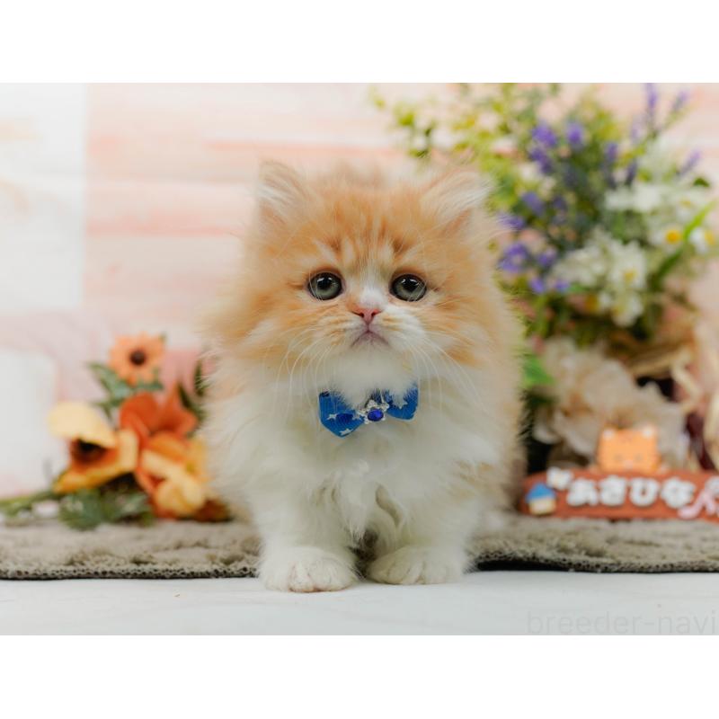 販売中の神奈川県のラガマフィン-136744の10枚目