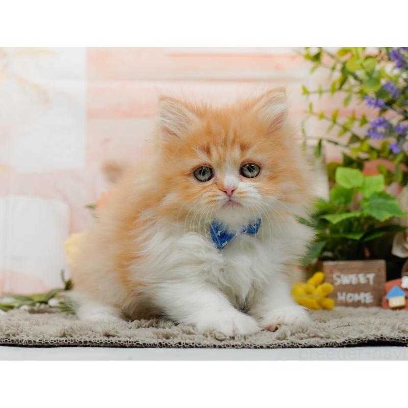 販売中の神奈川県のラガマフィン-136744の9枚目