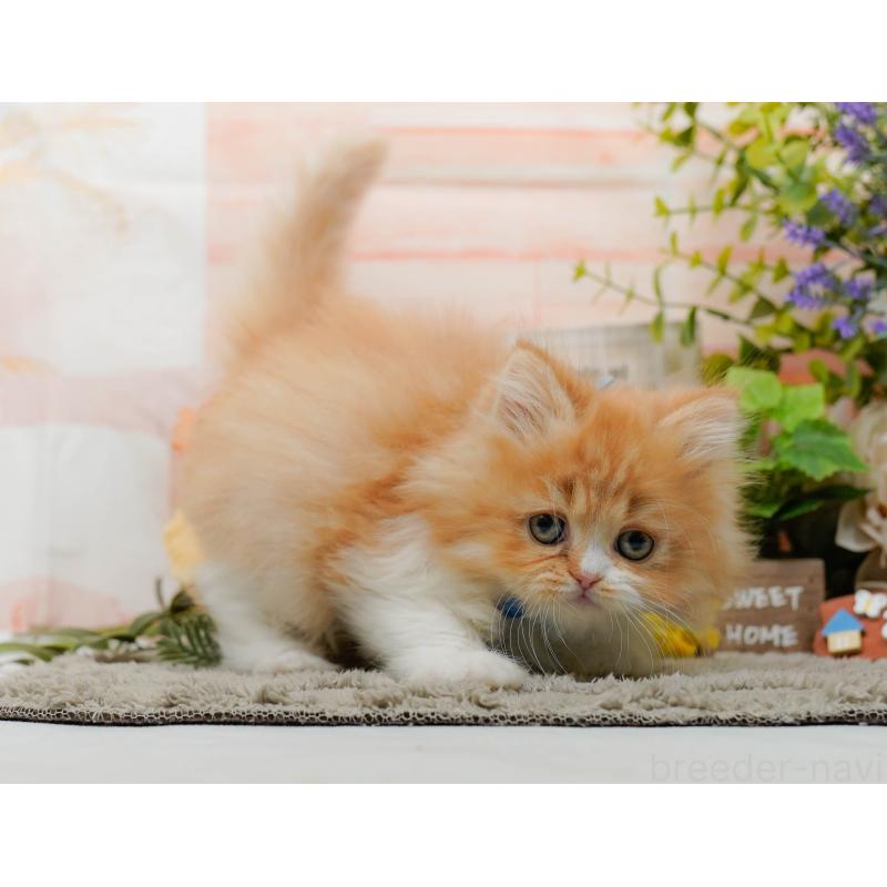 販売中の神奈川県のラガマフィン-136744の7枚目