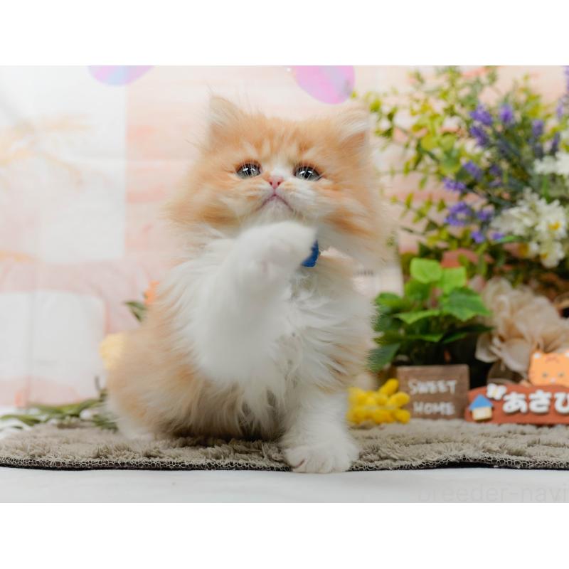 販売中の神奈川県のラガマフィン-136744の6枚目