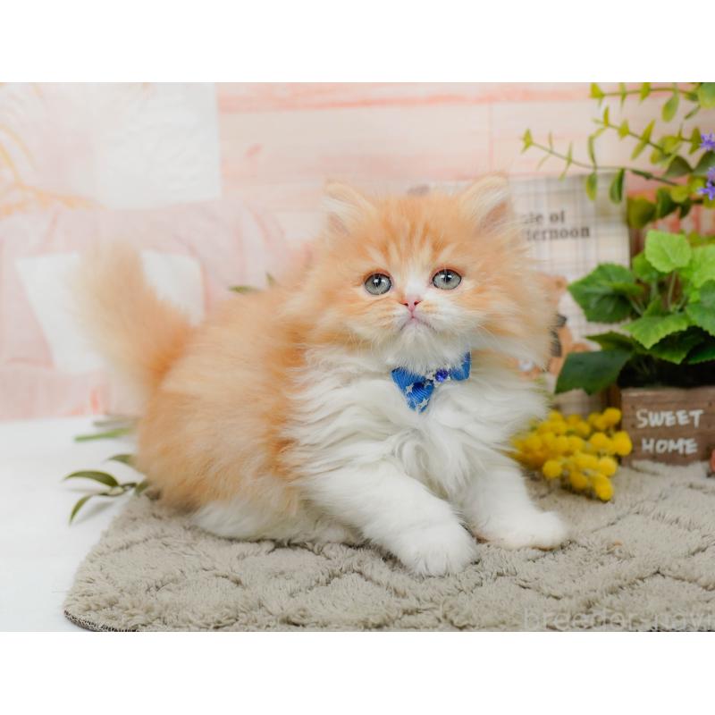 販売中の神奈川県のラガマフィン-136744の5枚目