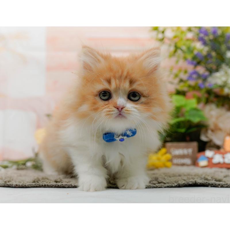 販売中の神奈川県のラガマフィン-136744の4枚目