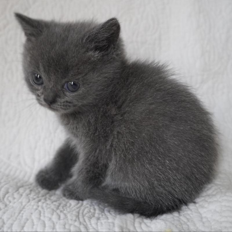 販売中の愛知県のブリティッシュショートヘア-136742の2枚目