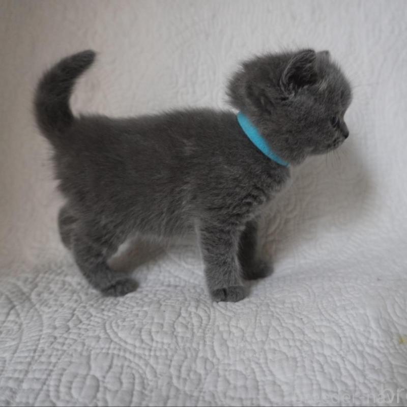 販売中の愛知県のブリティッシュショートヘア-136743の3枚目