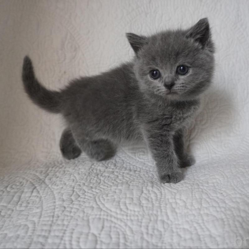 販売中の愛知県のブリティッシュショートヘア-136743の2枚目