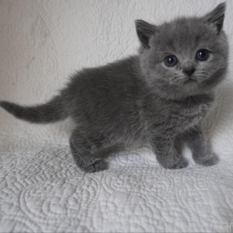 販売中の愛知県のブリティッシュショートヘア-136743