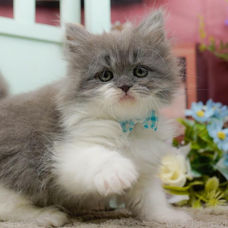 販売中の神奈川県のラガマフィン-136745の1枚目