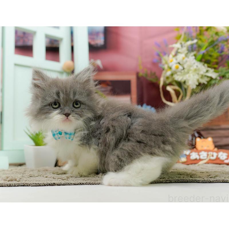 販売中の神奈川県のラガマフィン-136745の11枚目