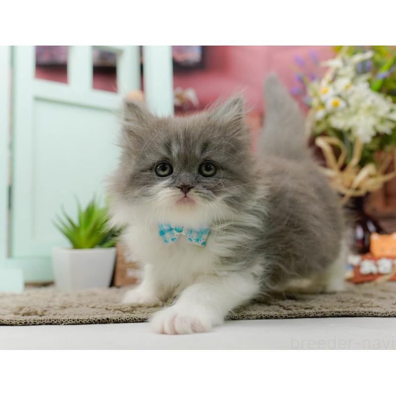 販売中の神奈川県のラガマフィン-136745の10枚目