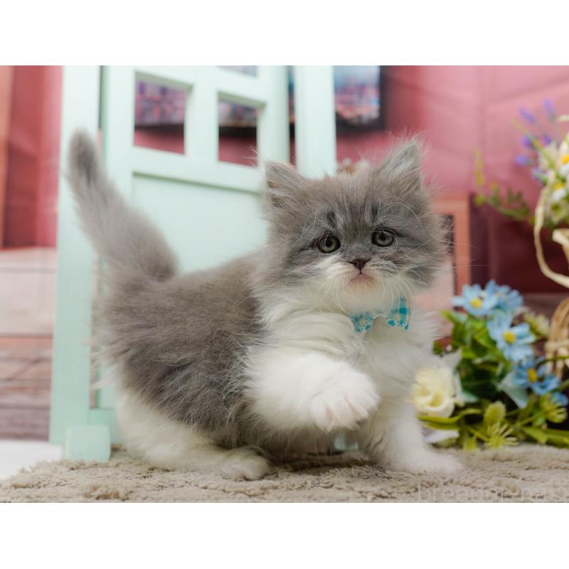 販売中の神奈川県のラガマフィン-136745の8枚目