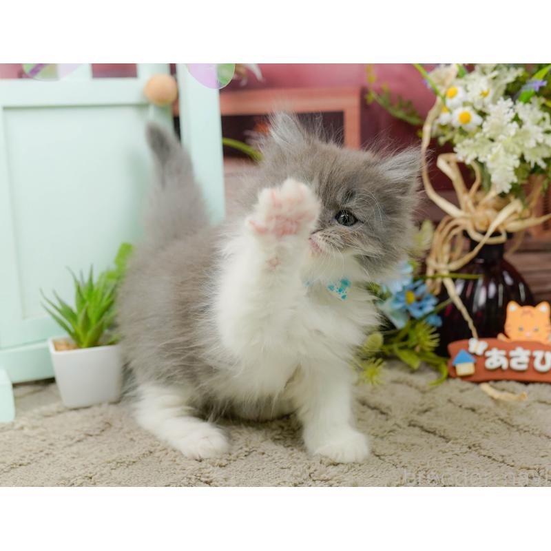 販売中の神奈川県のラガマフィン-136745の7枚目