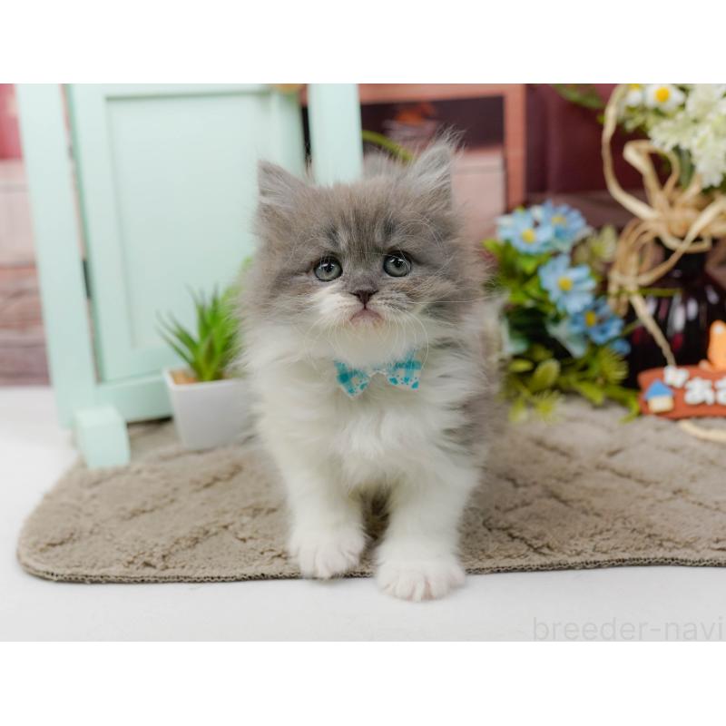 販売中の神奈川県のラガマフィン-136745の6枚目