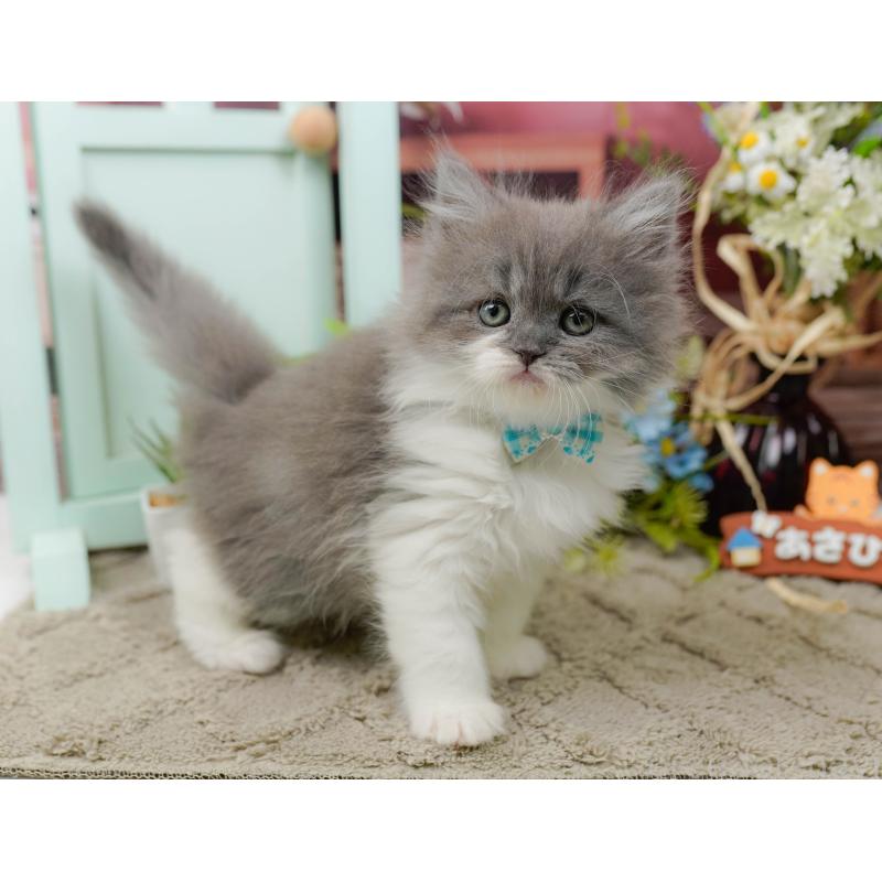 販売中の神奈川県のラガマフィン-136745の4枚目