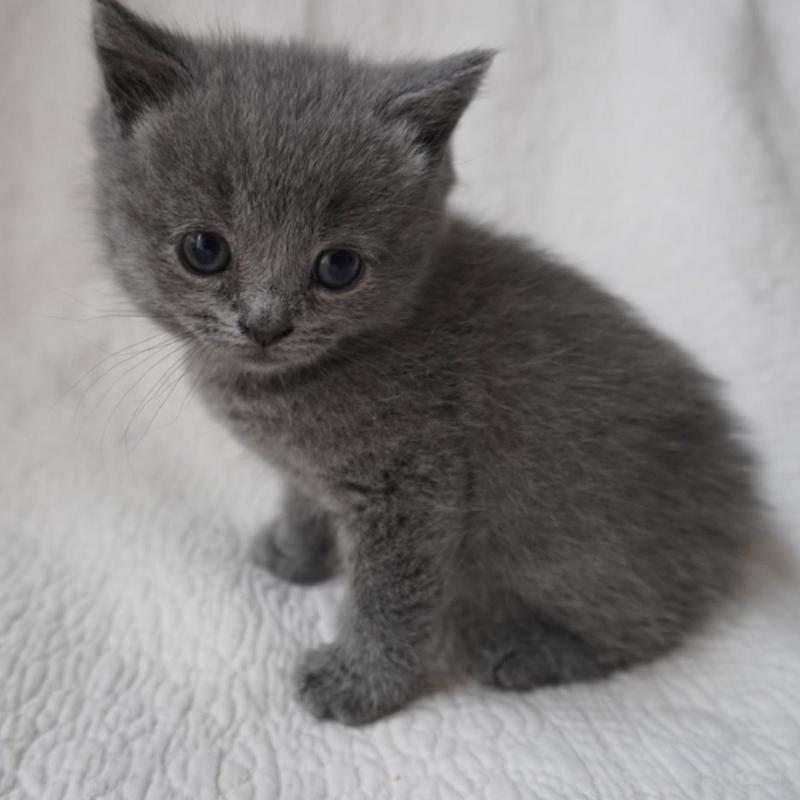 販売中の愛知県のブリティッシュショートヘア-136747の2枚目