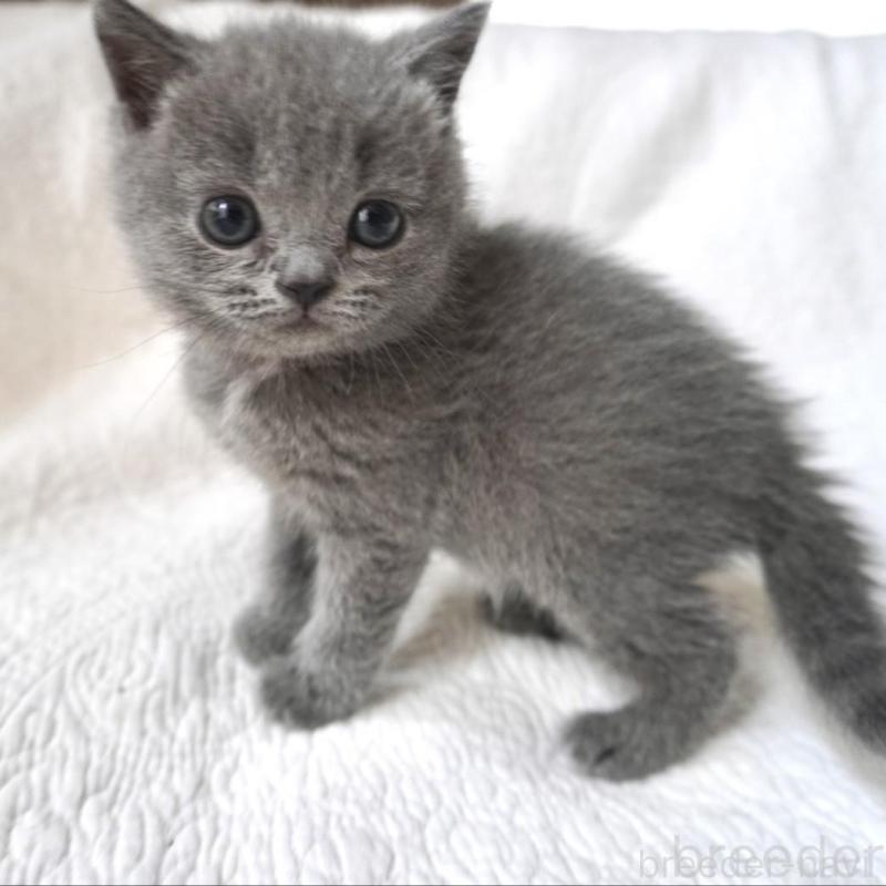 販売中の愛知県のブリティッシュショートヘア-136748