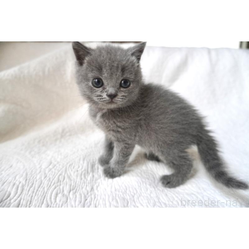 販売中の愛知県のブリティッシュショートヘア-136748の3枚目