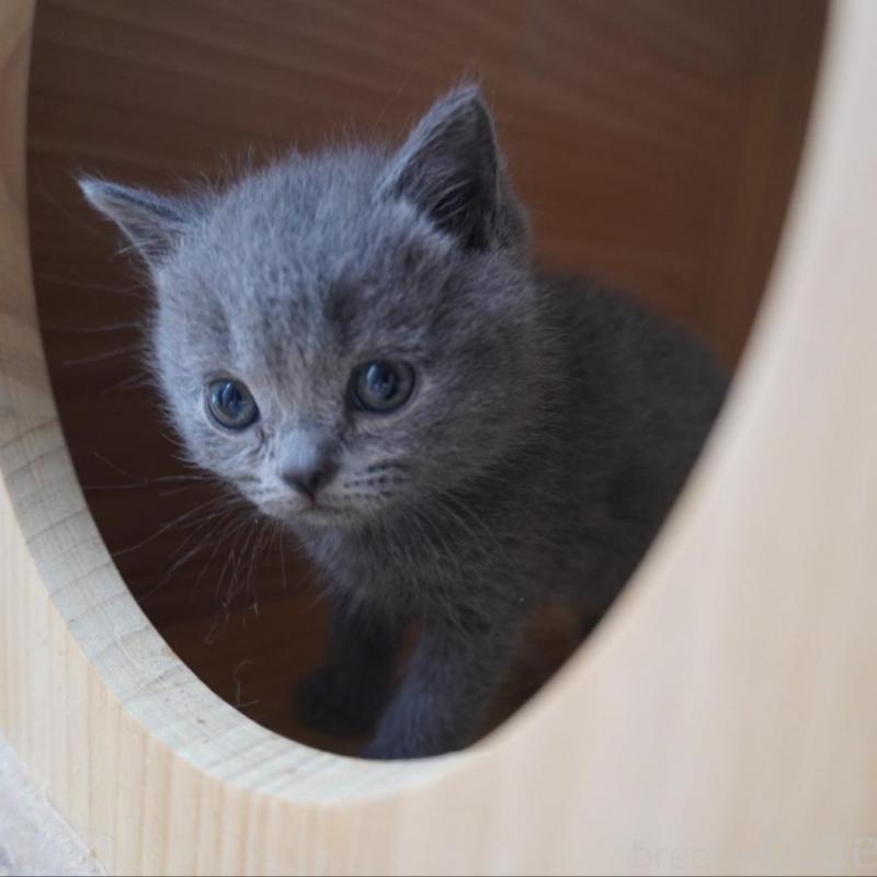 販売中の愛知県のブリティッシュショートヘア-136748の2枚目