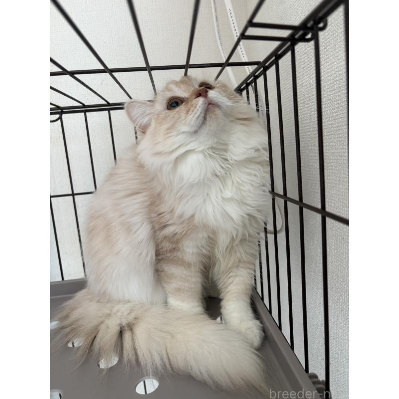 販売中の愛知県のミックス-136750の5枚目