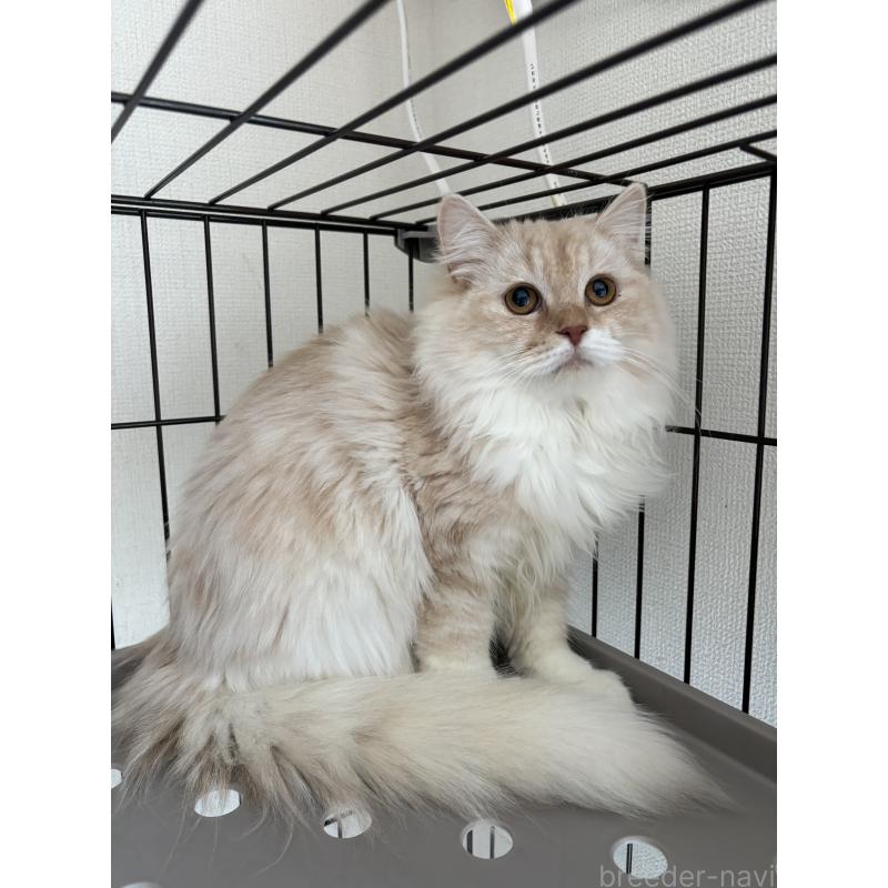 販売中の愛知県のミックス-136750の4枚目