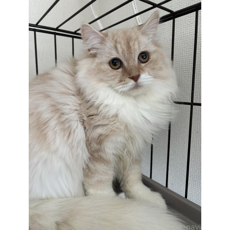 販売中の愛知県のミックス-136750の3枚目