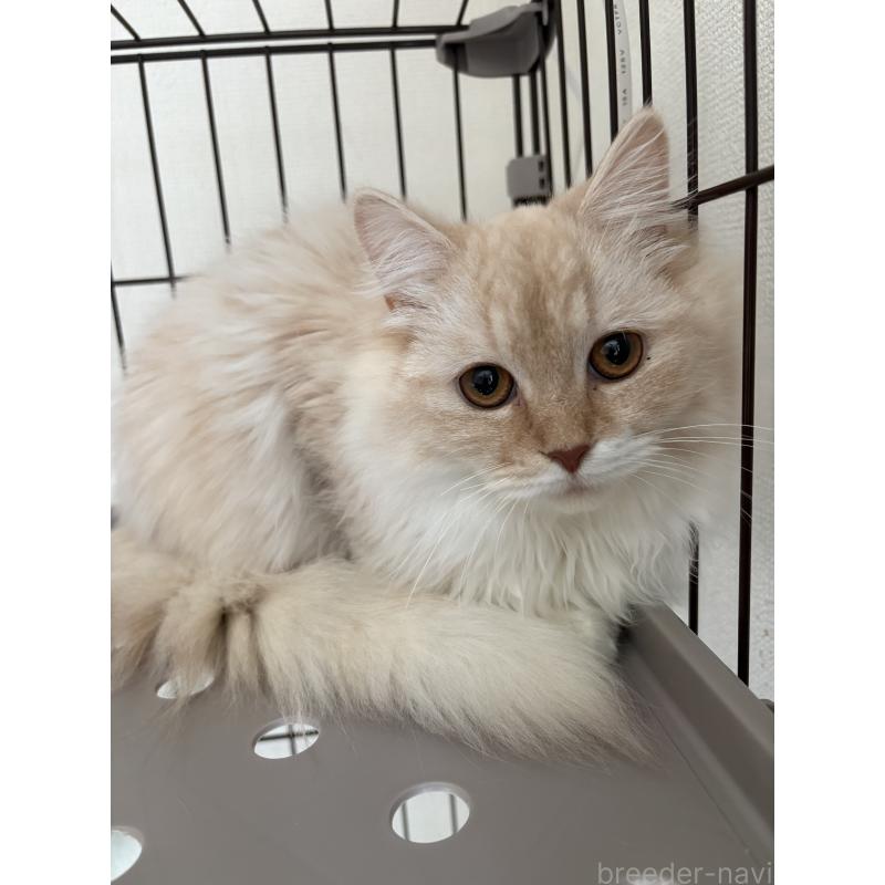 販売中の愛知県のミックス-136750の2枚目