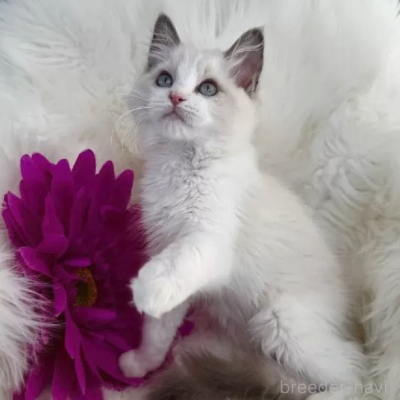 販売中の埼玉県のラグドール-136749の1枚目