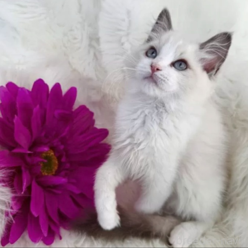 販売中の埼玉県のラグドール-136749の3枚目