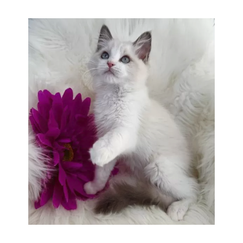 販売中の埼玉県のラグドール-136749の2枚目