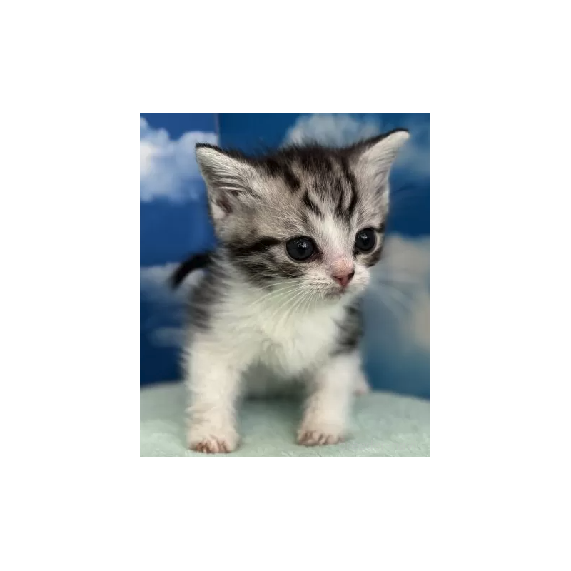 販売中の埼玉県のマンチカン-136751の3枚目