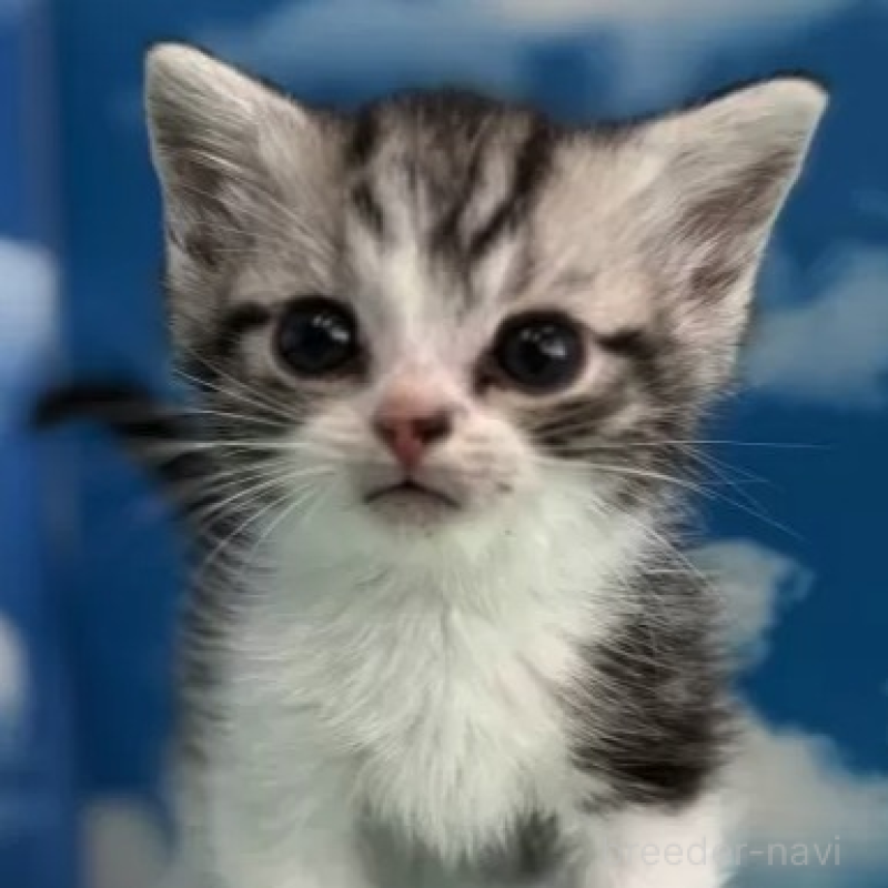 販売中の埼玉県のマンチカン-136751の1枚目