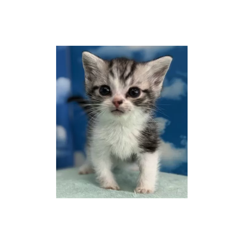 販売中の埼玉県のマンチカン-136751の2枚目