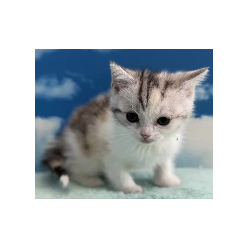 販売中の埼玉県のマンチカン-136752の2枚目