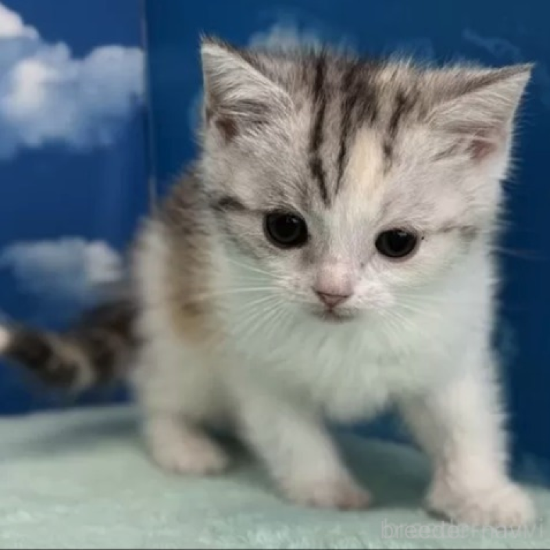 販売中の埼玉県のマンチカン-136752