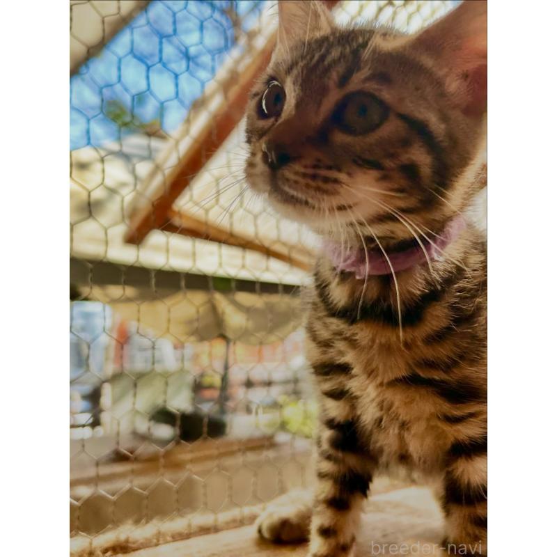 販売中の埼玉県のベンガル-136757の10枚目