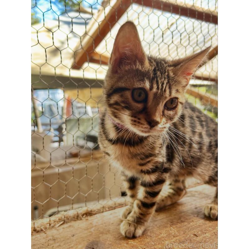 販売中の埼玉県のベンガル-136757の9枚目