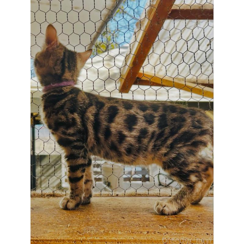 販売中の埼玉県のベンガル-136757の8枚目