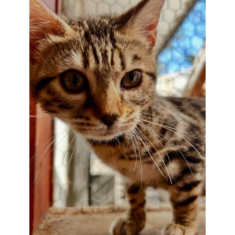 販売中の埼玉県のベンガル-136757の7枚目