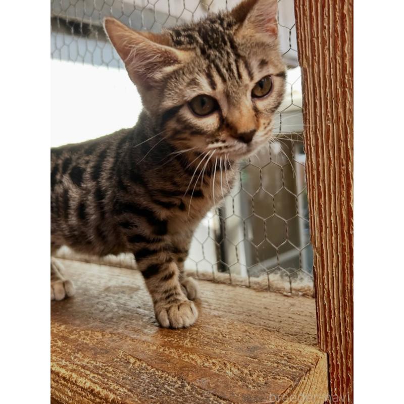 販売中の埼玉県のベンガル-136757の6枚目