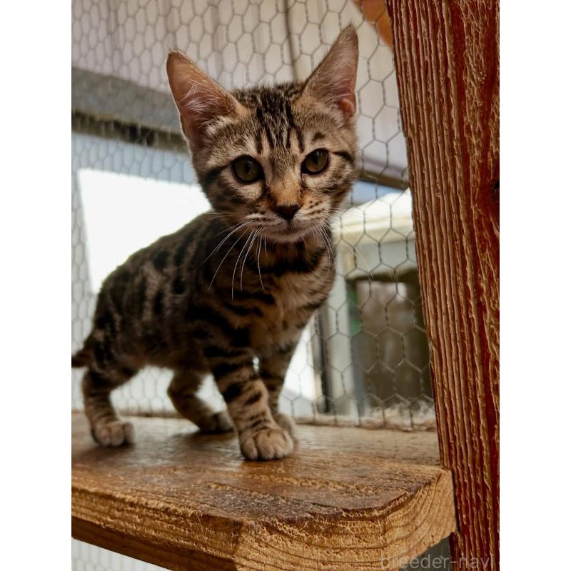 販売中の埼玉県のベンガル-136757の5枚目