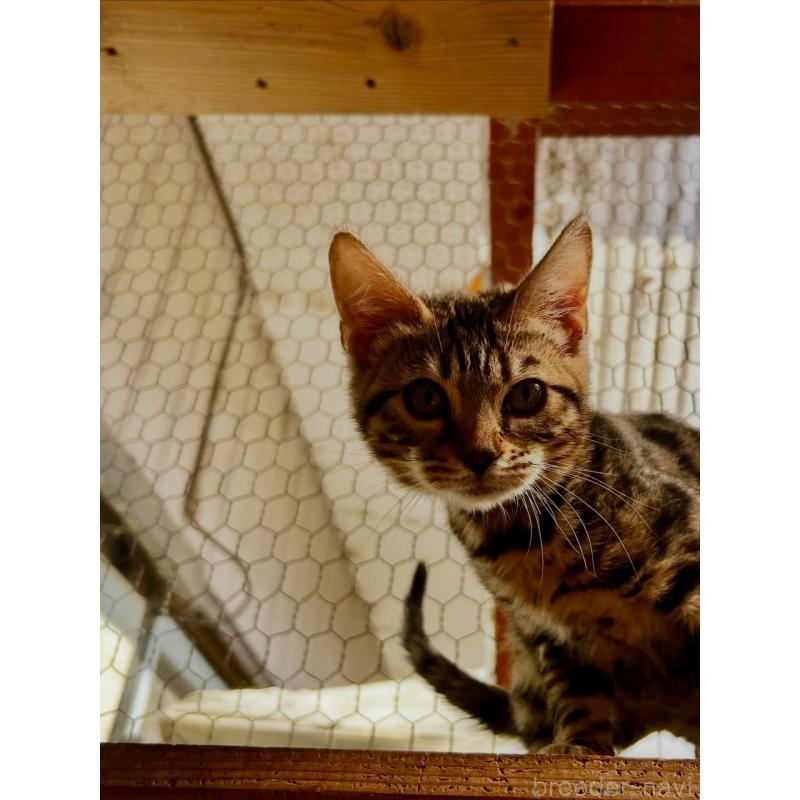 販売中の埼玉県のベンガル-136757の4枚目