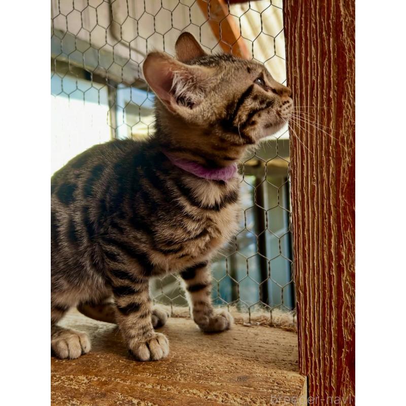 販売中の埼玉県のベンガル-136757の3枚目