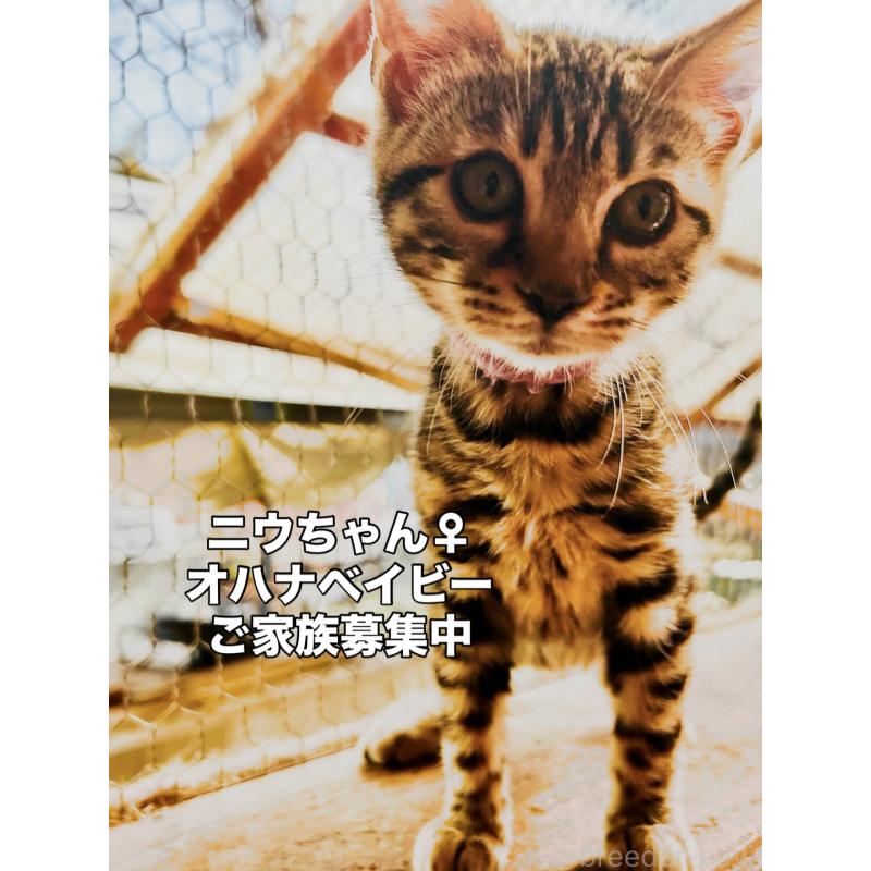 販売中の埼玉県のベンガル-136757の2枚目