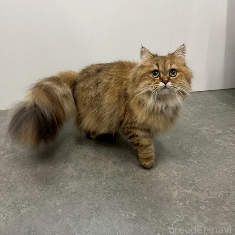 販売中の千葉県のマンチカン-117572の2枚目