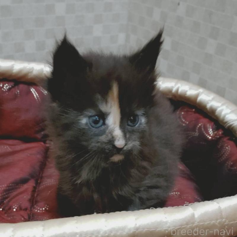 販売中の神奈川県のメインクーン-136758の6枚目